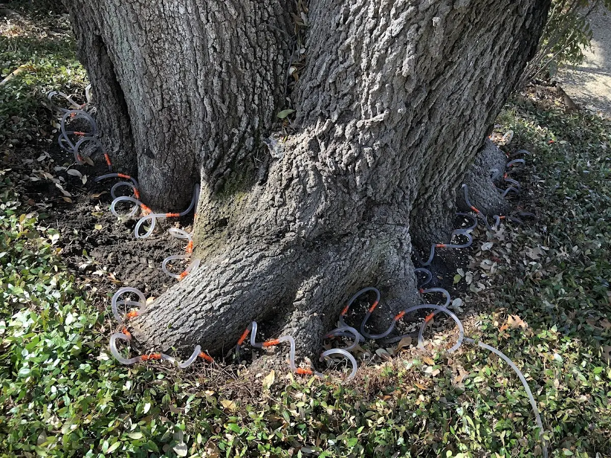 Detailed Tree Cabling and Bracing job site in Byesville
