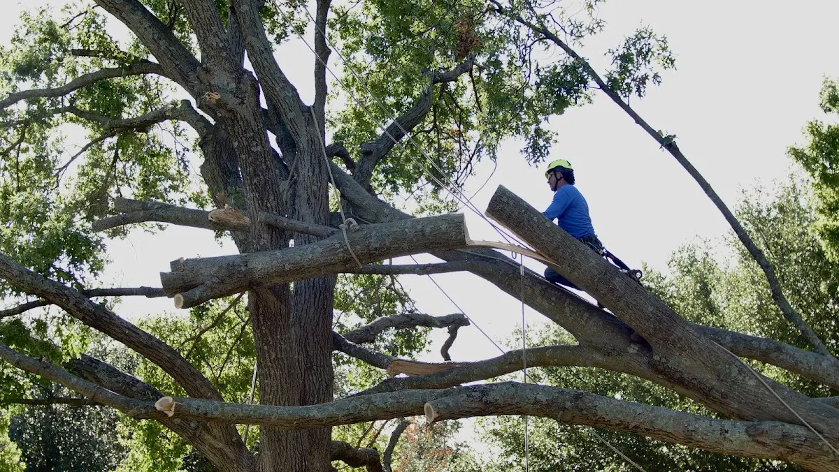 Professional Hazardous Tree Removal performed by certified arborists in Byesville